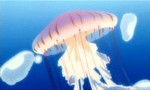 Princess Jellyfish - image 2